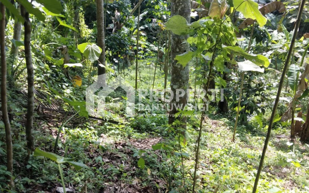 Dijual Tanah Luas 2140 m2 Harga 500 juta Nego Lokasi di Licin