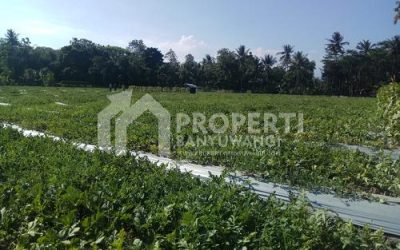 Dijual Lahan Pertanian 11500 m2 di Kabat Banyuwangi Harga 3,2 Milyar Nego