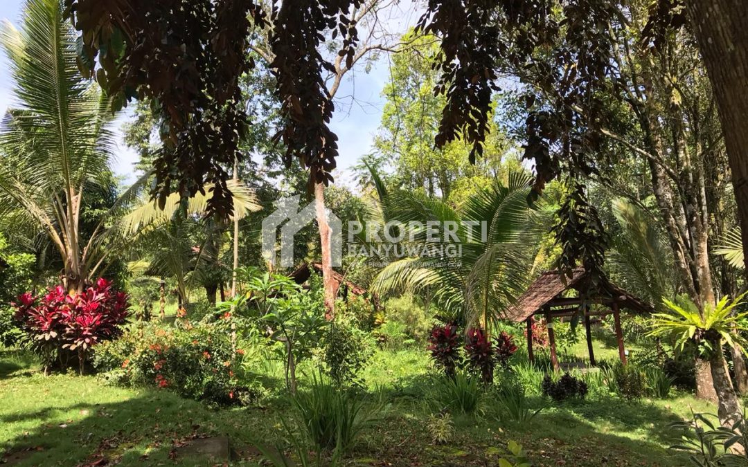 Dijual Lembah Banjar Ijen 3,9 Hektar di Licin, Banyuwangi