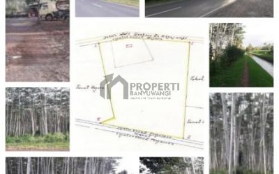 Dijual Lahan Luas 3 Hektar di Genteng Banyuwangi