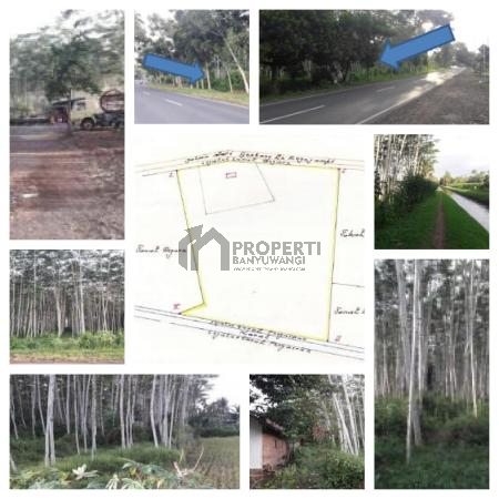 Tanah 30H Genteng Banyuwangi