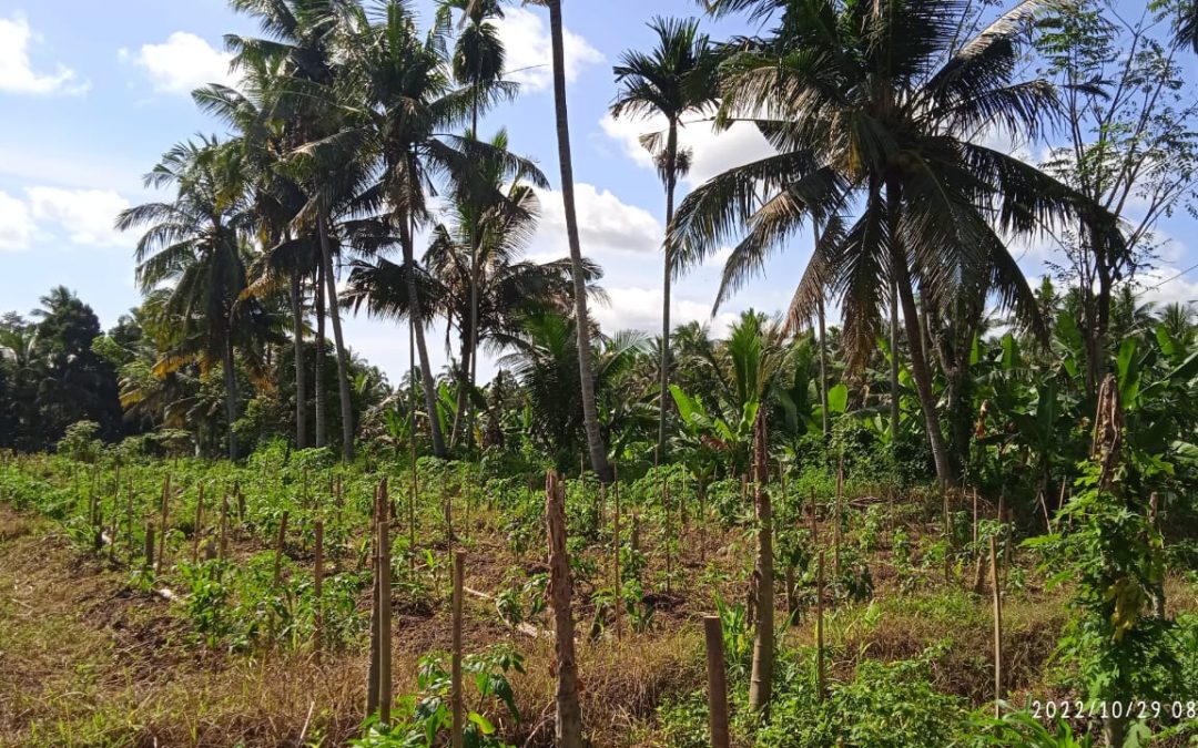 Dijual Murah Lahan Kebun 7500 SHM Olehsari Banyuwangi NEGO
