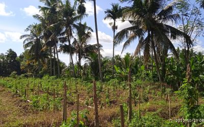 Dijual Murah Lahan Kebun 7500 SHM Olehsari Banyuwangi NEGO