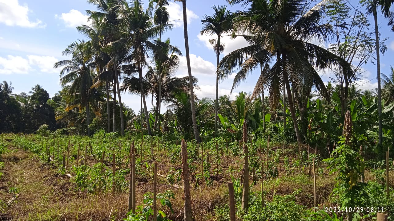 dijual tanah kebun di banyuwangi murah cepat harga nego